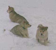 Another view of the 3 puppies playing in the snow.