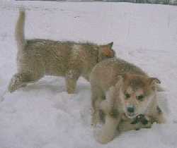 Puppies wrestling in the snow.